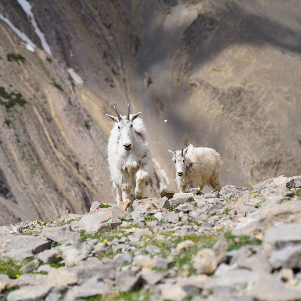 Exploring Wildlife Photography